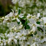pearl bush